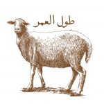 Aqa Moula (TUS) Tulul Umr Sheep