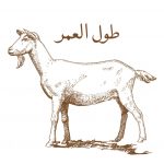 Aqa Moula (TUS) Tulul Umr Goat