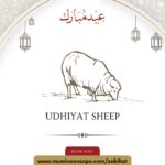 Udhiyyat Sheep (Eid-ul-Ad'haa)
